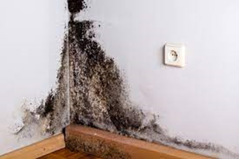 Tackling Mold: A Complete Guide to Effective Remediation