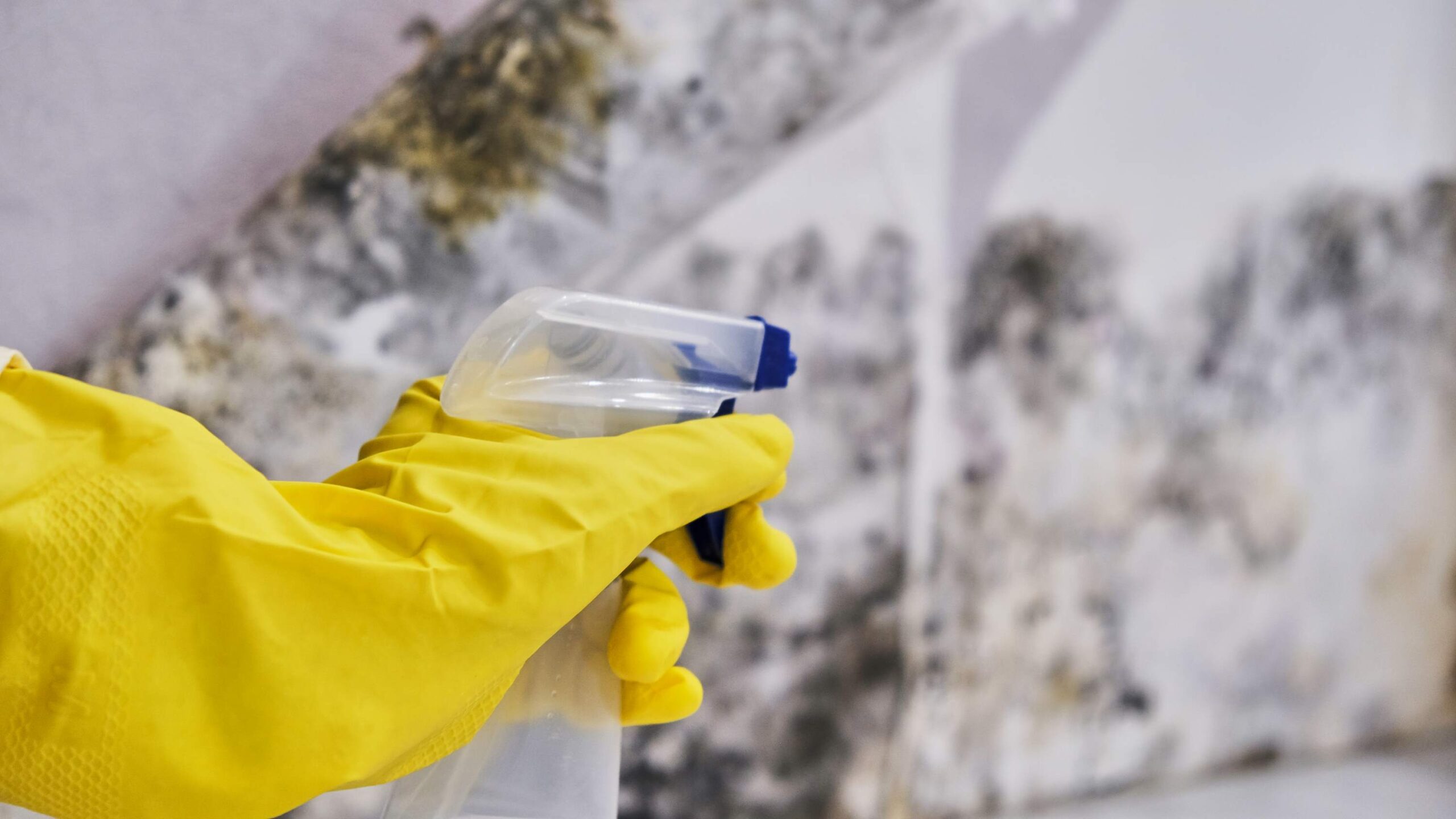 The Importance of Mold Remediation in Water-Damaged Homes