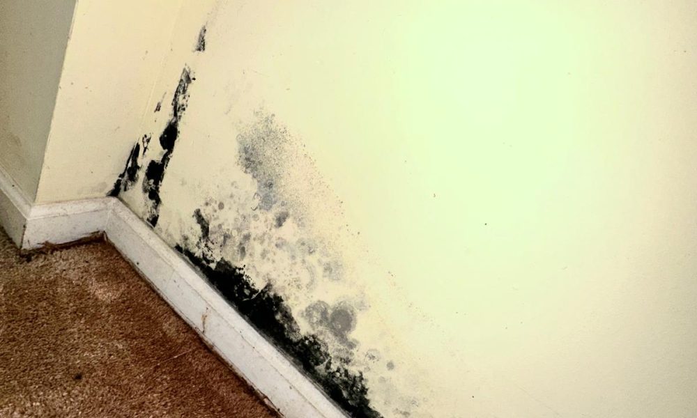 Mold removal (4)